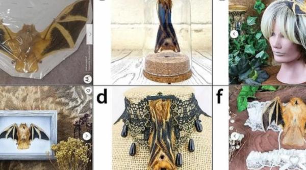 comert extrem de periculos cu lilieci impaiati cercetatorii ingrijorati ca se gasesc peste tot pe internet