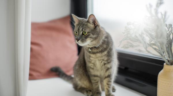 de ce sunt pisicile atrase de lasere