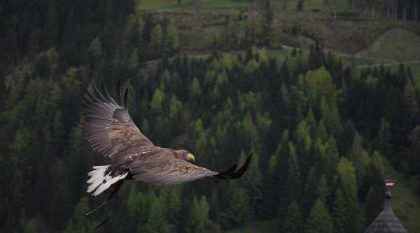 relatie de cauzalitate dramatica extinctia vulturilor din india a dus la moartea a peste 500 000 de oameni