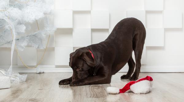 de ce se inclina cainele afla tot ce trebuie sa stii