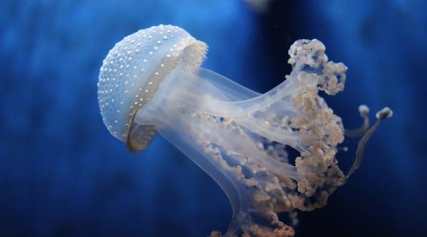 cat de periculoase sunt meduzele din marea neagra ce se intampla daca atungi una