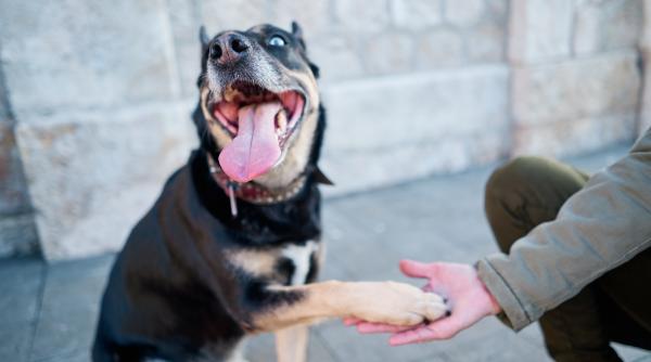 e bine sa dam cainelui cuburi de gheata pe canicula rspca vine cu lamuriri