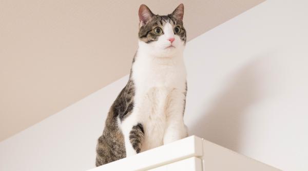 de ce pisicilor le plac locurile situate la inaltime