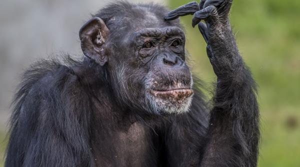 un pui de cimpanzeu a uimit planeta a invatat sa vorbeasca precum oamenii si stie deja sa zica mama papa si apa video