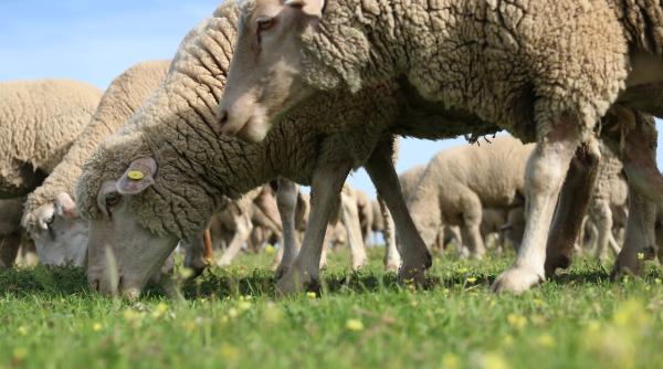 56 de focare de pesta micilor rumegatoare in patru judete mortalitatea in randul animalelor poate ajunge la 70prc