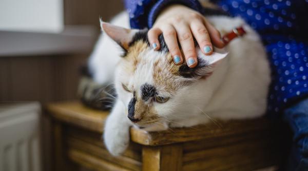 de ce sa ti lasi pisica sa toarca langa tine