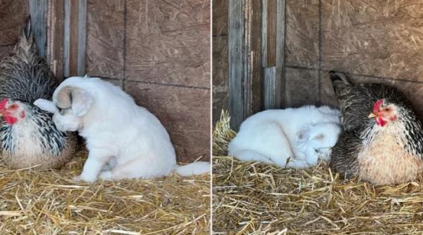 o gaina a devenit mama pentru 10 catelusi imaginile cu familia neobisnuita au ajuns virale video