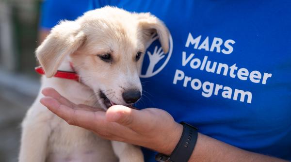 soarta animalelor abandonate sta in mainile noastre iata cum poti ajuta