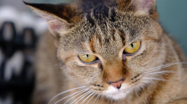 cum sa ti dresezi pisica sa nu fie rea