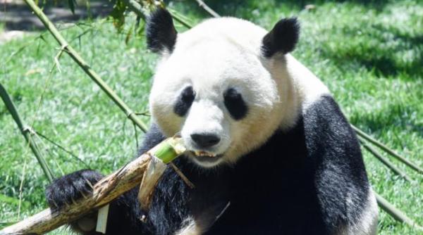 o femela de panda urias de la zoo berlin este insarcinata cu gemeni expertii din china au sosit duminica pentru a ajuta la pregatiri