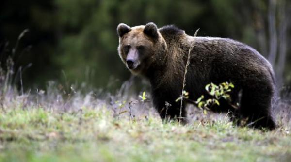 cum e viata in statiunile montane din romania ursii merg pe strazi ca pe poteci oamenii stau doar in case dragos harjoaba singura solutie este vanatoarea