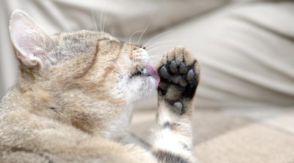 de ce pisicile isi ling labutele dupa ce mananca