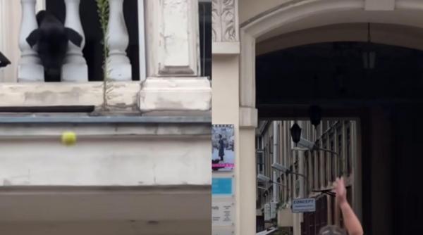 ce a facut un caine dupa ce a fost lasat singur in balcon trecatorii i au tinut isonul si s au amuzat copios video