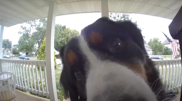 buddy un caine destept si a surprins stapanii dupa ce a fost uitat afara a privit fix in vizor si a sunat la sonerie ca sa i se deschida video