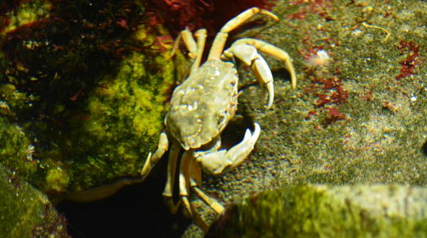 miliarde de crabi au disparut din marea bering langa alaska oamenii de stiinta ar fi gasit o explicatie studiu