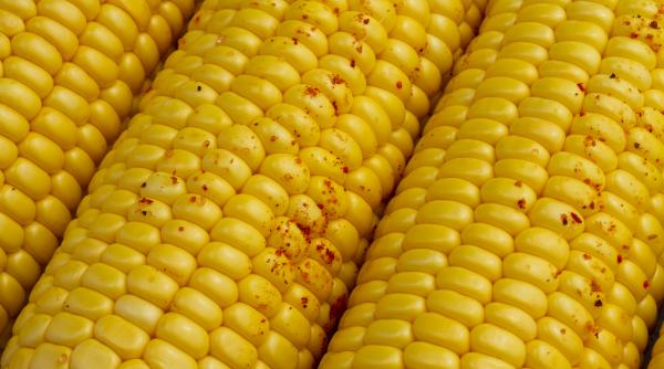 porumb contaminat in zambia 400 de caini ar fi murit iar oamenii ar putea fi in pericol