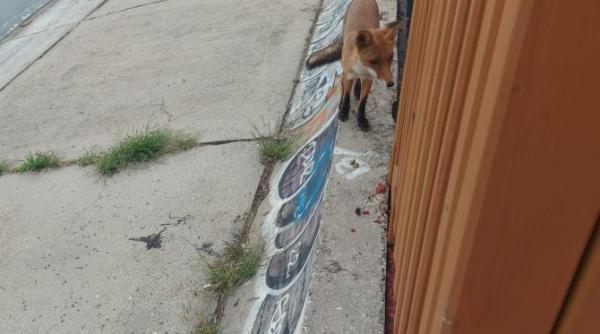 vulpi la lacul morii sunt periculoase pentru sanatatea omului ce spune ovidiu rosu medic veterinar video