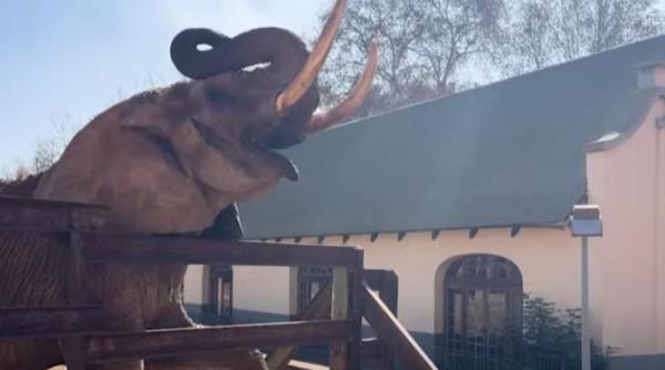 charlie ultimul elefant din gradina zoologica nationala a africii de sud eliberat dupa 40 de ani de captivitate