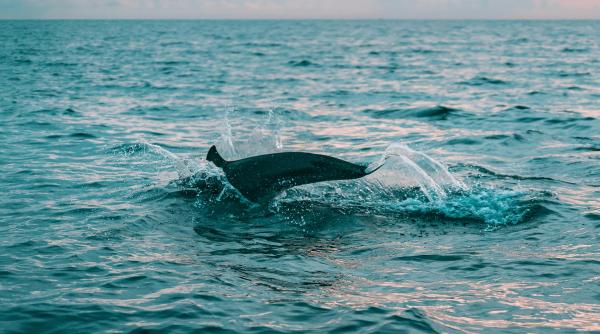 efectele schimbarilor climatice observate si in randul delfinilor