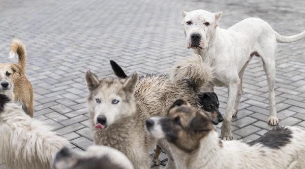 vanatoarea de caini primaria municipiului focsani a lansat o masura ce va traumatiza animalele si va imbogati speculantii