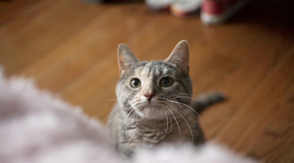 isi cunoaste pisica propriul nume afla de ce te ignora si cum o poti invata sa raspunda la chemare