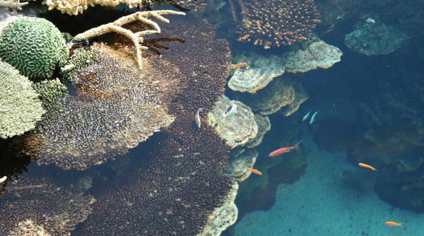 milioane de dolari alocati de australia pentru ameliorarea calitatii apei in zona marii bariere de corali