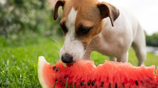 un caine care mananca pepene viralizat pe internet ce alte fructe sunt recomandate