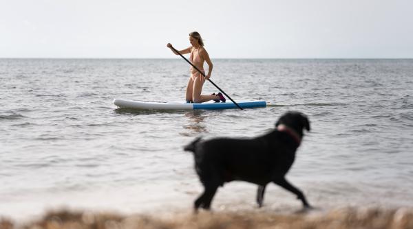 tara in care salvamarii sunt ajutati de caini