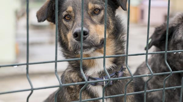 macel la targu jiu 60 de caini fara stapan au fost eutanasiati pentru ca nu au fost adoptati veterinar aproape 150 au termen de la 1 septembrie