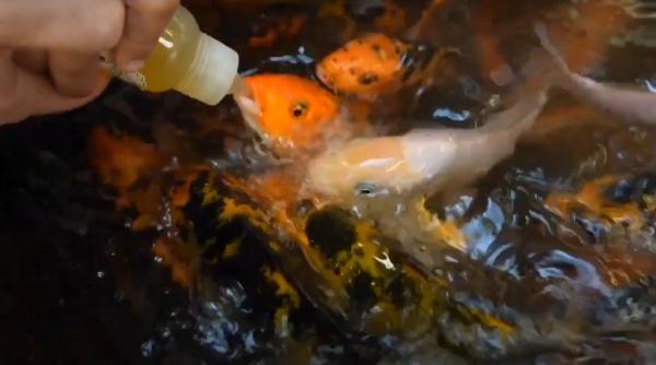 atractia copiilor in acest mall pestii dintr un acvariu sunt hraniti cu biberoane video