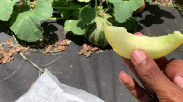 cum arata pepenele cu gust de miere si inghetata aclimatizat in romania poate fi folosit si ca un odorizant natural galerie foto