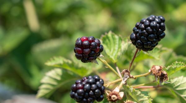 cum sa cultivi zmeura neagra secrete pentru o recolta bogata