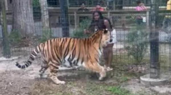 momentul cand o femeie incearca sa mangaie un tigru surprins pe camerele de la zoo a fost atat de aproape sa fie sfasiata video