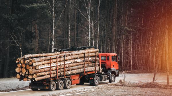 se schimba limita intre contraventie si infractiune camioanele de lemne confiscate