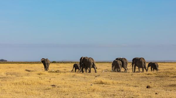 seceta din africa de sud duce la masuri drastice peste 720 de animale salbatice sacrificate pentru hrana 84prc din rezervele alimentare ale namibiei epuizate