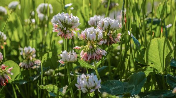 secretele unui gazon impecabil elimina trifoiul cu aceste metode eficiente
