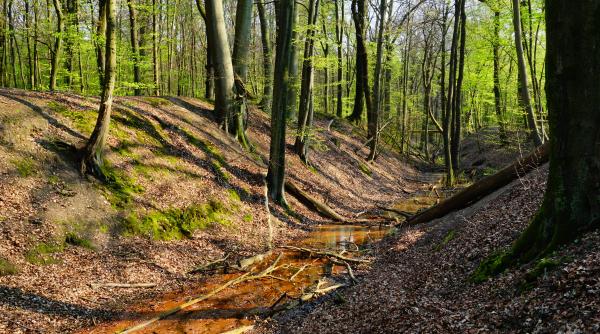 unde e lemnul din romania ca pica padurea pe noi padurile nationale sursa de profit pentru straini cum pleaca din tara ministrul mircea fechet asta trebuie sa ne puna pe ganduri