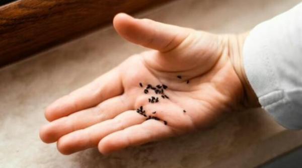 ai furnici in apartament cum scapi de ele