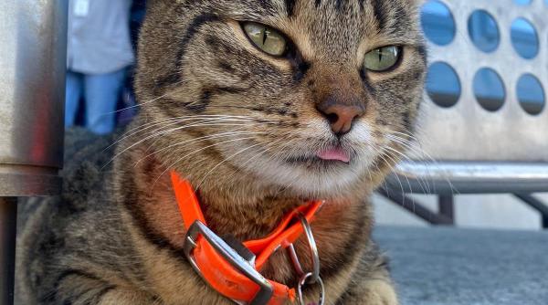 ai vazut o pisica mascota a aeroportului otopeni a fost furata vasi vrea acasa foto