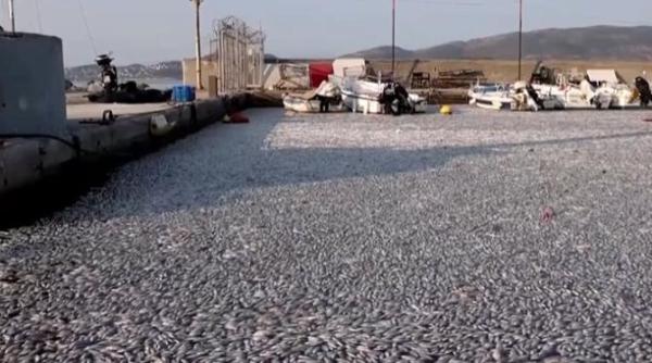 mii de pesti morti au acoperit un port turistic din grecia