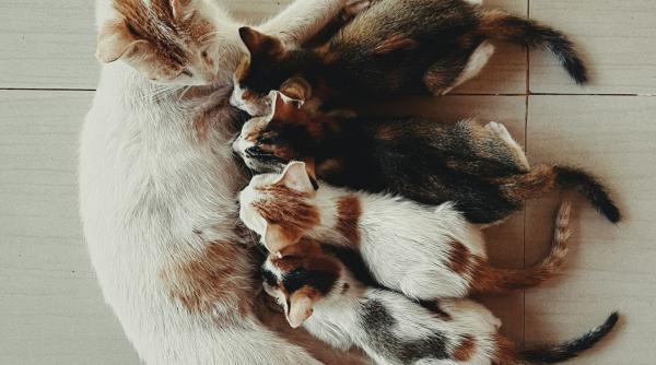 o femeie care a abandonat o pisica cu patru pui a fost amendata cu 12 000 de lei