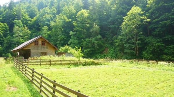 prapad in maramures acolo nu mai poti sa faci nimic cum dispare lemnul de la senator la padurar