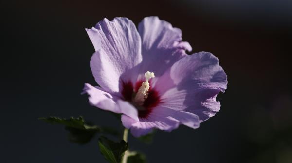 de ce ceaiul de hibiscus este mai mult decat o simpla bautura