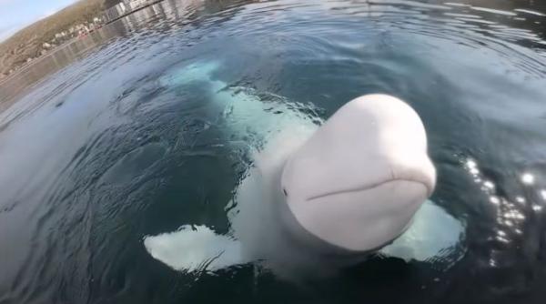 beluga spion a rusiei botezata dupa vladimir putin a fost gasita moarta