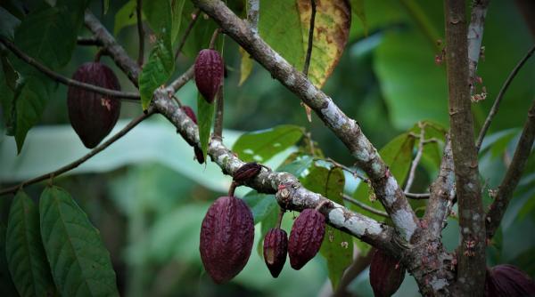 solutii inovatoare cum cultivarea de cacao in laborator poate asigura viitorul ciocolatei in era schimbarilor climatice