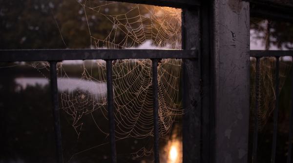 acest lucru atrage paianjenii in case de indata ce incepe toamna majoritatea il avem in locuinte