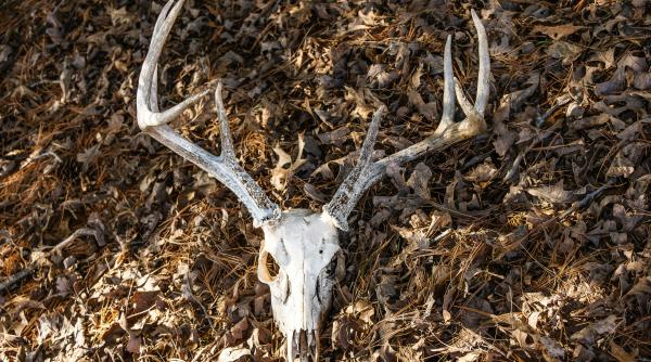 anglia una din sase specii de animale pe cale de disparitie despre dreptul la un mediu sanatos