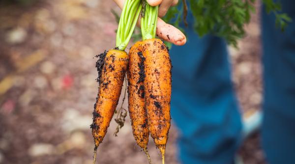 romanca mutata la sat in belgia dezvaluie practica minunata a micilor fermieri de acolo cat am locuit in bucuresti mi as fi dorit sa existe un astfel de loc