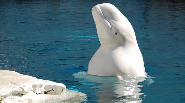 beluga numita dupa putin presupusa a fi spion rus a fost impuscata ce spun grupurile pentru drepturile animalelor