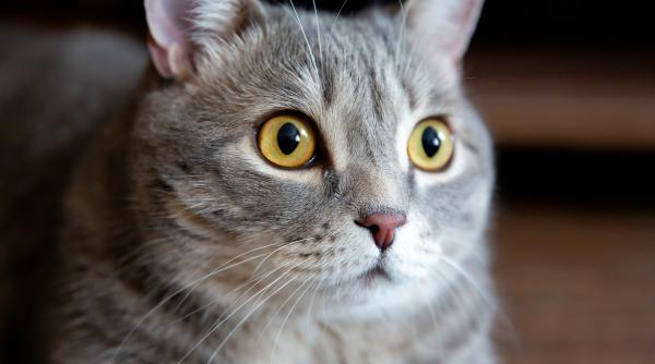 cum influenteaza culoarea pisicii trasaturile sale de personalitate ce au descoperit oamenii de stiinta